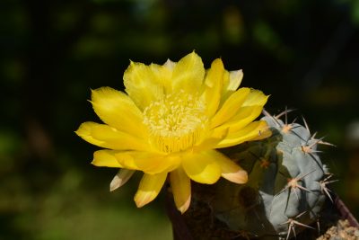 Acanthocalycium glaucum - Зображення 2