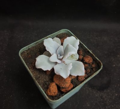 Echeveria Crispate Beauty - Зображення 2