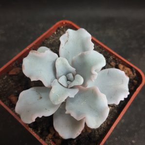 Echeveria Crispate Beauty