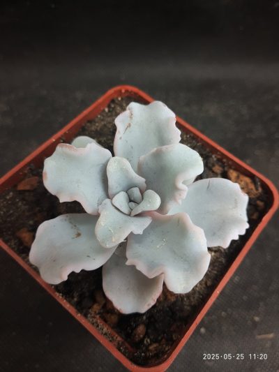 Echeveria Crispate Beauty