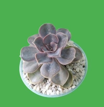 Echeveria 'Perle von Nürnberg' - Зображення 2