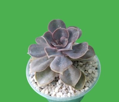 Echeveria 'Perle von Nürnberg' - Зображення 3