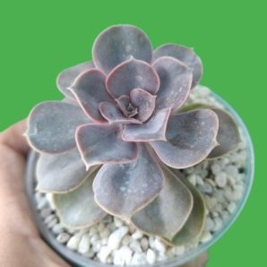 Echeveria 'Perle von Nürnberg'