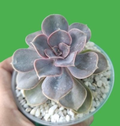 Echeveria 'Perle von Nürnberg'