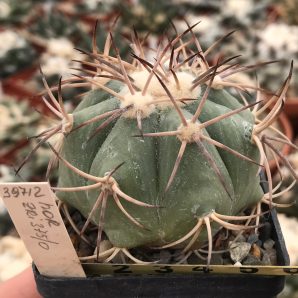 Echinocactus horizonthalonius