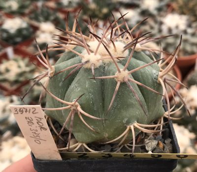 Echinocactus horizonthalonius