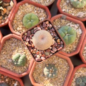 Epithelantha bokei