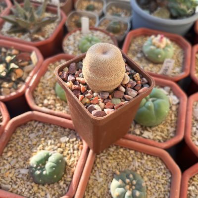 Epithelantha bokei - Зображення 2