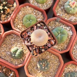 Epithelantha bokei