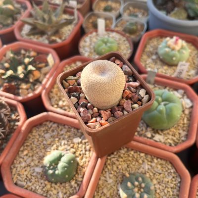 Epithelantha bokei - Зображення 2