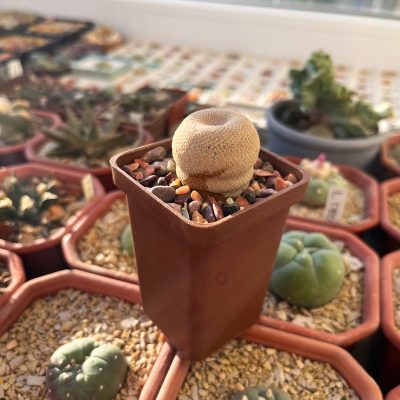 Epithelantha bokei - Зображення 3