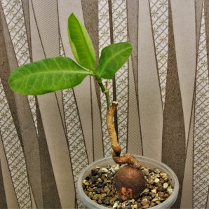 euphorbia-aff.-specksii-karonga-malawi-1