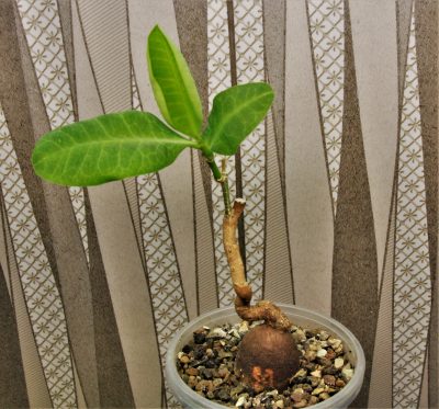 euphorbia-aff.-specksii-karonga-malawi-1