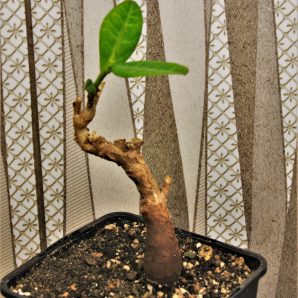 euphorbia-aff.-specksii-karonga-malawi-11