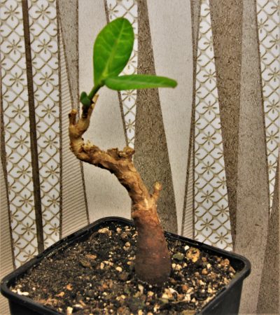 euphorbia-aff.-specksii-karonga-malawi-11