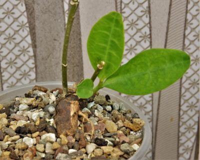 euphorbia-aff.-specksii-karonga-malawi-8 - Зображення 2
