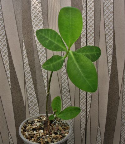 euphorbia-aff.-specksii-karonga-malawi-8