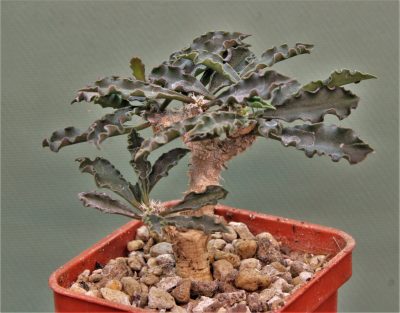 euphorbia-capsaintemariensis-madagascar. - Зображення 2