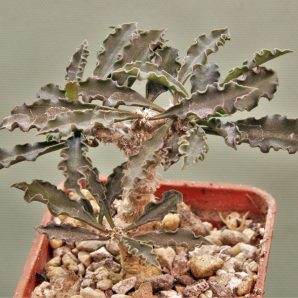 euphorbia-capsaintemariensis-madagascar.