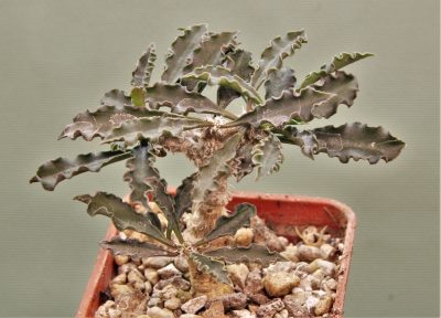 euphorbia-capsaintemariensis-madagascar.