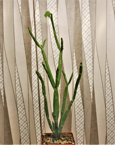 euphorbia-heterodoxa-2