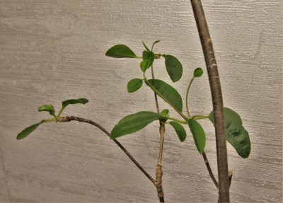 euphorbia-mahabokensis-sakaraha-madagascar - Зображення 2