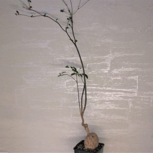 euphorbia-mahabokensis-sakaraha-madagascar