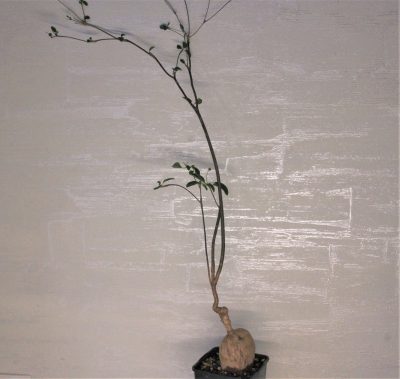 euphorbia-mahabokensis-sakaraha-madagascar