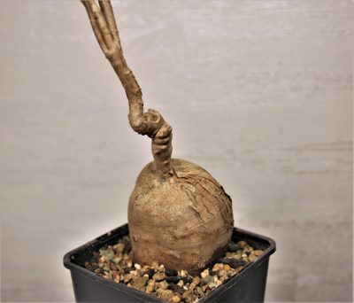 euphorbia-mahabokensis-sakaraha-madagascar - Зображення 3