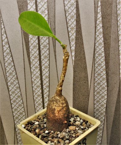 euphorbia-maritae