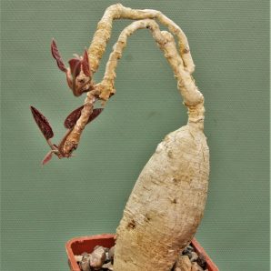 euphorbia-nadiae-red-labatii-madagascar.