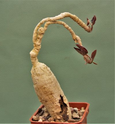 euphorbia-nadiae-red-labatii-madagascar. - Зображення 2
