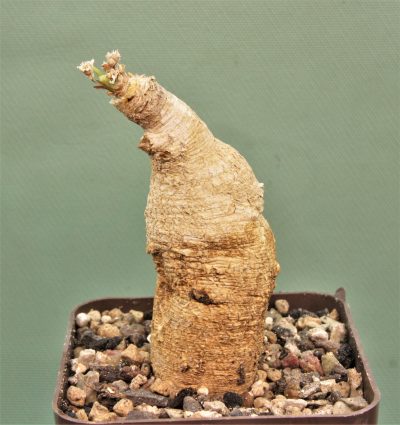 euphorbia-primulifolia-madagascar-1