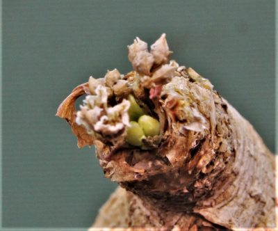 euphorbia-primulifolia-madagascar-1 - Зображення 2