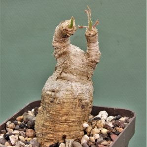 euphorbia-primulifolia-madagascar-2