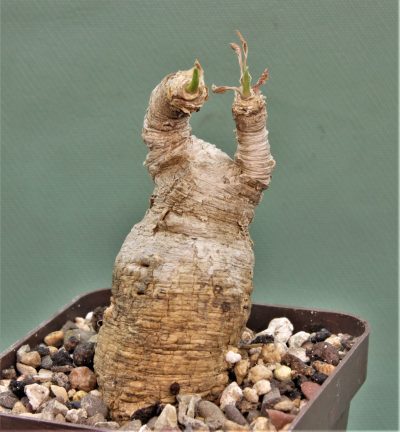 euphorbia-primulifolia-madagascar-2