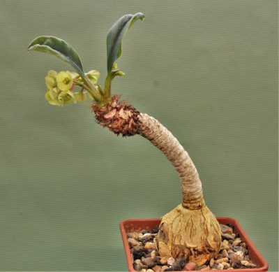 euphorbia-ramena.-madagascar