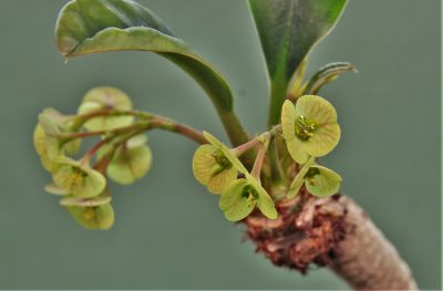 euphorbia-ramena.-madagascar - Зображення 2