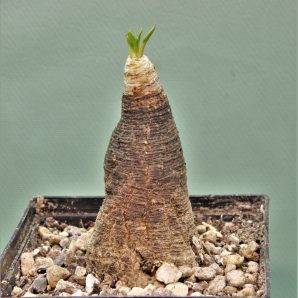 euphorbia-spannringii-fish-bone-varitgatet-leaf-madagascar