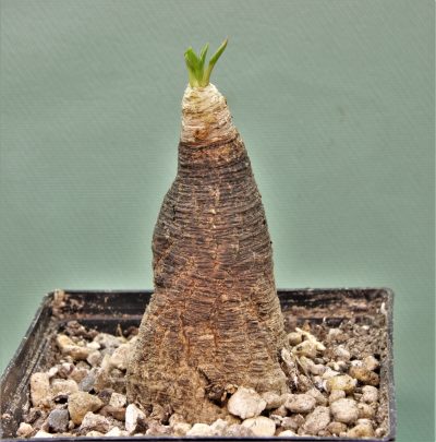 euphorbia-spannringii-fish-bone-varitgatet-leaf-madagascar
