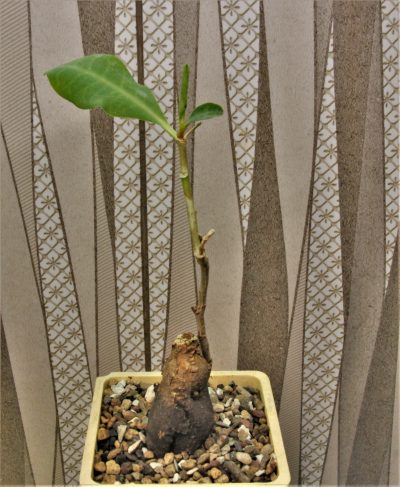 euphorbia-specksii-tanzania ruvuma-prov