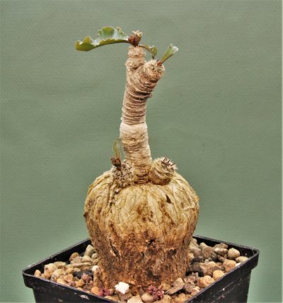 euphorbia-subapoda-madagascar.