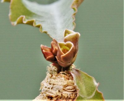 euphorbia-subapoda-madagascar. - Зображення 2