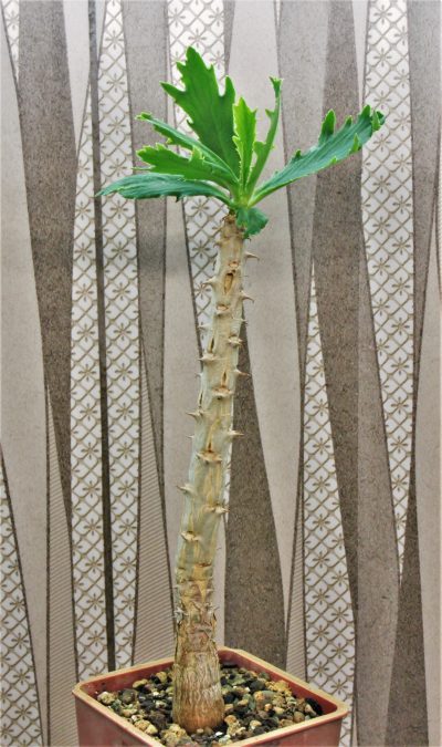euphorbia-torrei-masasi-tanzania - Зображення 2