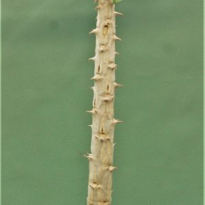 euphorbia-torrei-masasi-tanzania