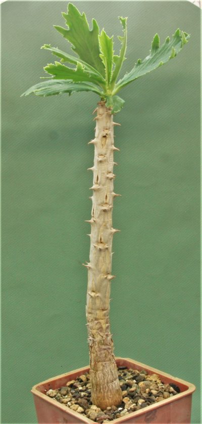 euphorbia-torrei-masasi-tanzania
