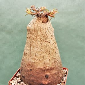 euphorbia-trichadenia-rsa-