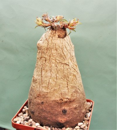 euphorbia-trichadenia-rsa-