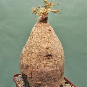 euphorbia-trichadenia-rsa-2