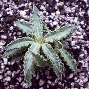 Euphorbia tulearensis №1